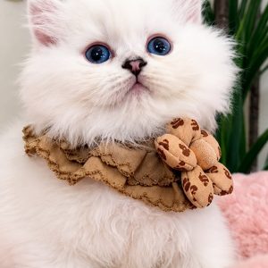 British Longhair - Machito (B)